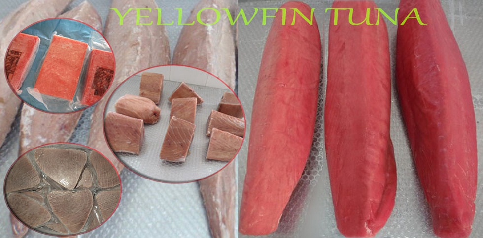 Yellowfin Tuna